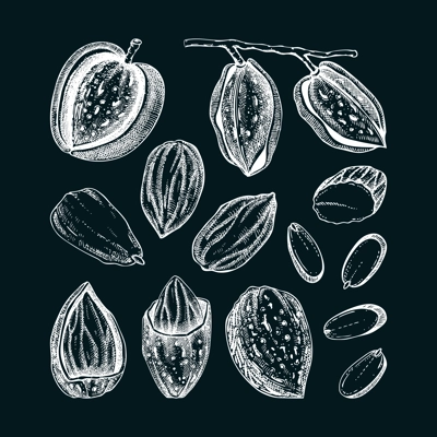 Almond nut sketches set. Hand drawn vector illustrations on chalkboard. Nutshells, nuts, almond slices, vegan, healthy food ingredients. Vintage design elements for packaging, label, logo